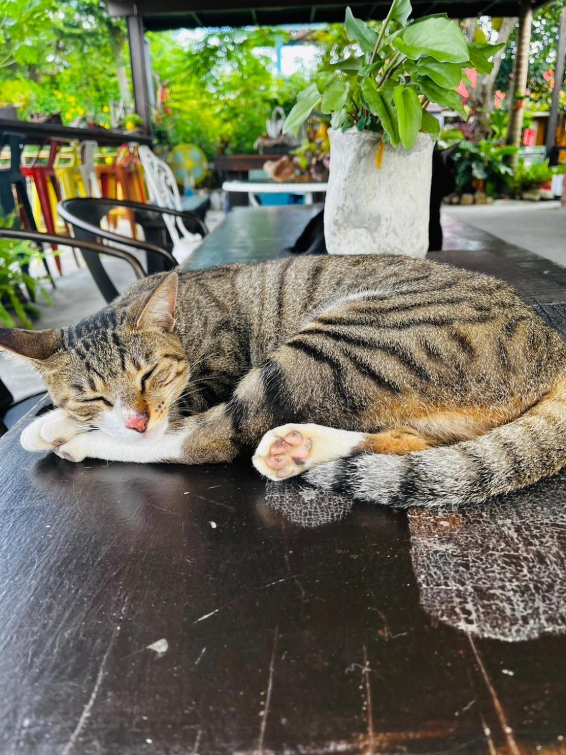 Cat Sky Country Homestay Sanxing Exterior foto